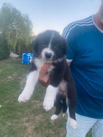 Cuccioli border collie