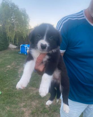 Cuccioli border collie