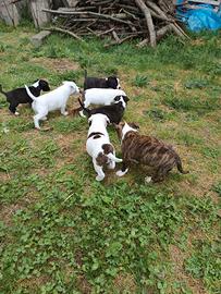 I cuccioli Pitbull bull terrier