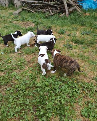 I cuccioli Pitbull bull terrier