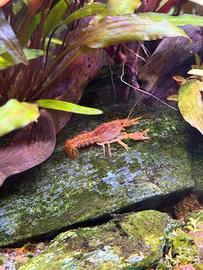 Cambarellus patzcuarensis