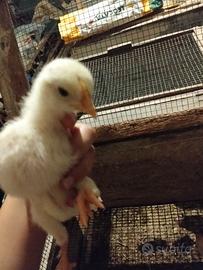 Gallo ????????