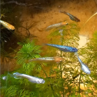 Pesciolini Emekin medaka