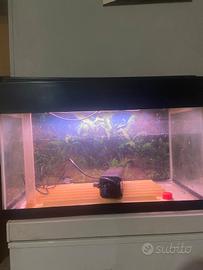 Acquario 