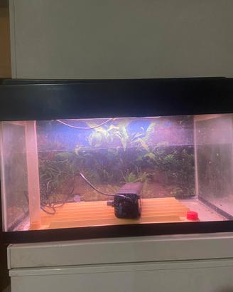 Acquario 