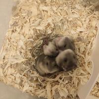 Cuccioli di Criceto Russo