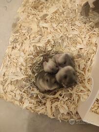 Cuccioli di Criceto Russo