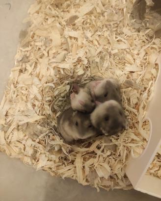 Cuccioli di Criceto Russo