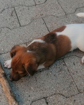 Cuccioli jack Russell subito disponibili