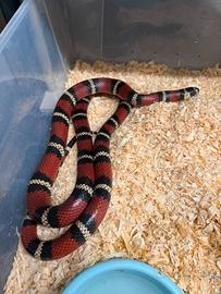 Disponibile coppia lampropeltis