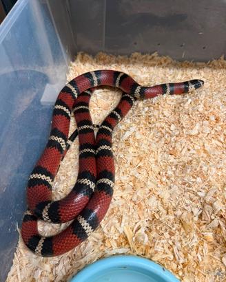 Disponibile coppia lampropeltis