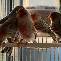 Canarini Agata mosaico rosso