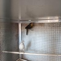 Ciuffolotti messicani