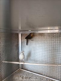 Ciuffolotti messicani