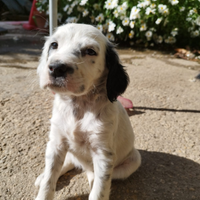 Cucciolo setter inglese