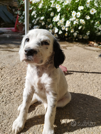 Cucciolo setter inglese