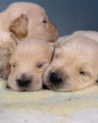 Golden retriver