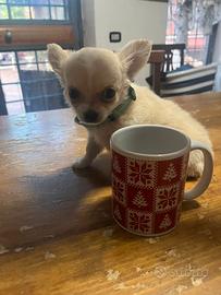 Cuccioli di Chihuahua maschietti compiuti 90 giorn