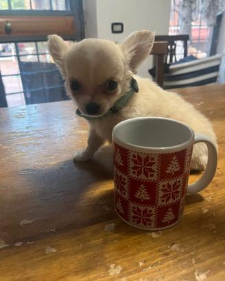 Cuccioli di Chihuahua maschietti compiuti 90 giorn