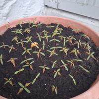 semenza di acer japonicum 350 semi a 12 Euro