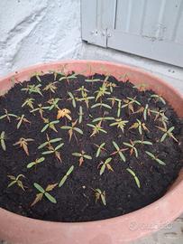 semenza di acer japonicum 350 semi a 12 Euro