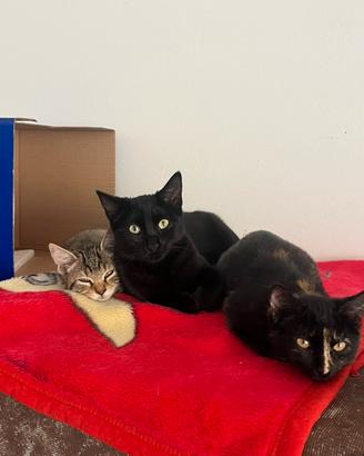 Gattini in adozione