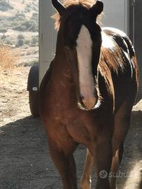 Cavallo