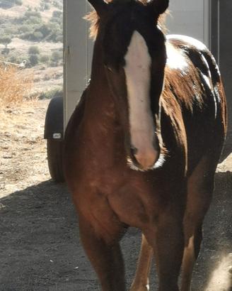 Cavallo