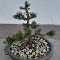 Bonsai di Picea Glauca – L'Essenza della Montagna 