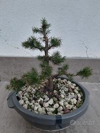 Bonsai di Picea Glauca – L'Essenza della Montagna 