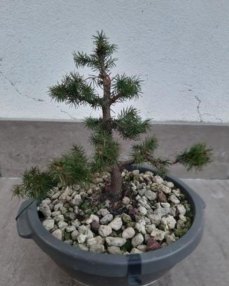 Bonsai di Picea Glauca – L'Essenza della Montagna 