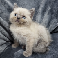 Cuccioli di scottish