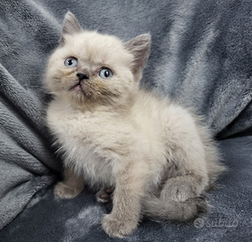 Cuccioli di scottish