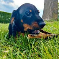 Bassotti standard a pelo corto