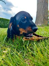 Bassotti standard a pelo corto