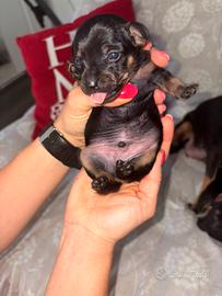 Pinscher