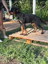 Cucciolona rottweiler