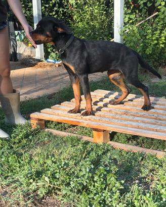 Cucciolona rottweiler