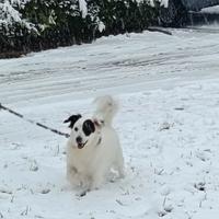 Cagnolina dolcissima