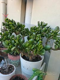 Pianta Crassula Ovata Hobbit