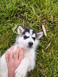 Splendida cucciolata di Siberian Husky