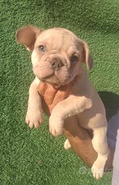 Bulldog