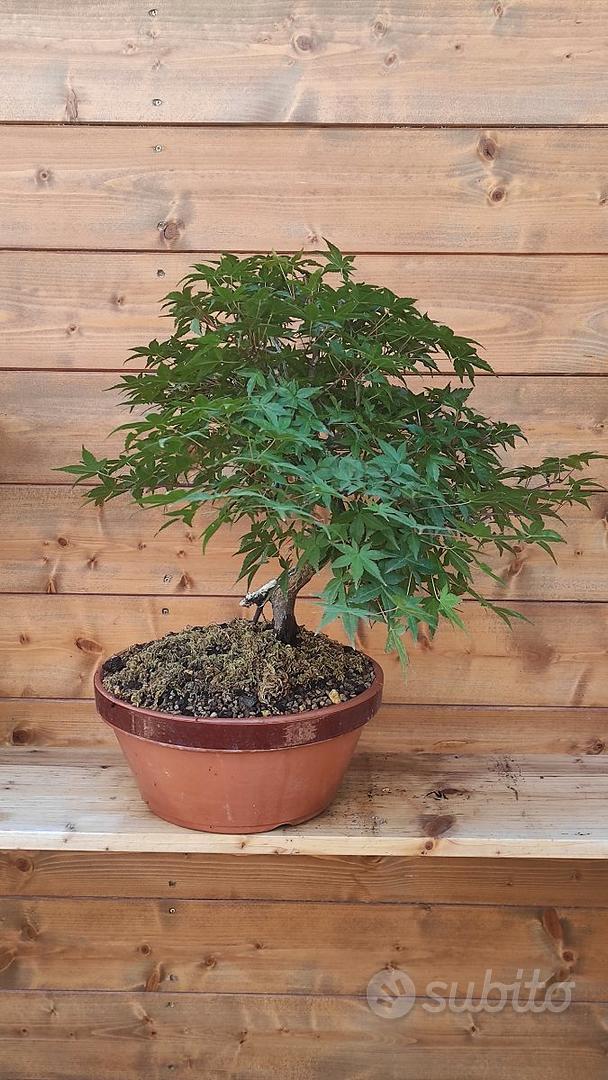 Bonsai acero rosso palmato deshojo - Giardino e Fai da te In