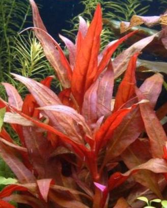 piante acquario