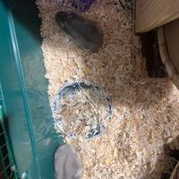 Criceti maschio e femmina