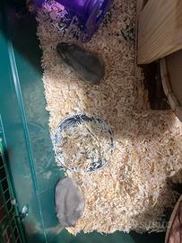 Criceti maschio e femmina