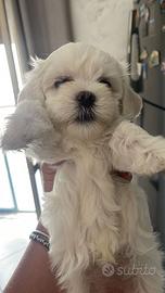 Maltesi puro korea America