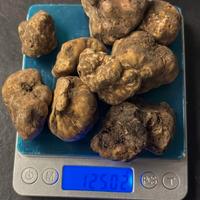 Tartufi bianco pregiato