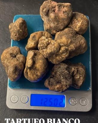 Tartufi bianco pregiato