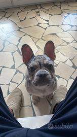 Cane disponibile per monta